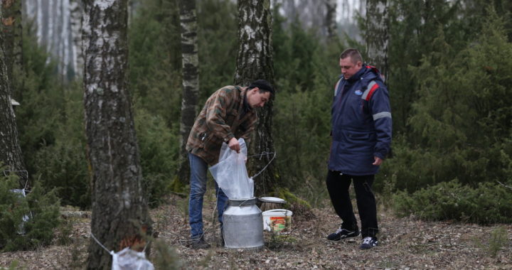 В Каменецком районе идет заготовка берёзового сока