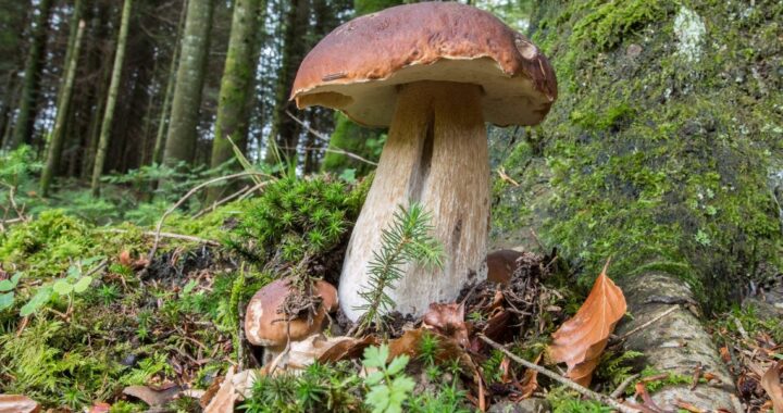 В МЧС Беларуси назвали грибы, которые накапливают больше всего радиации