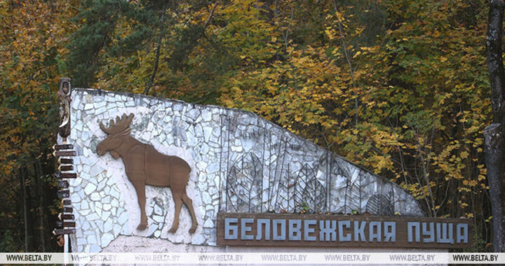 До Нового года рукой подать. Подготовку к зимнему турсезону начали в Беловежской пуще