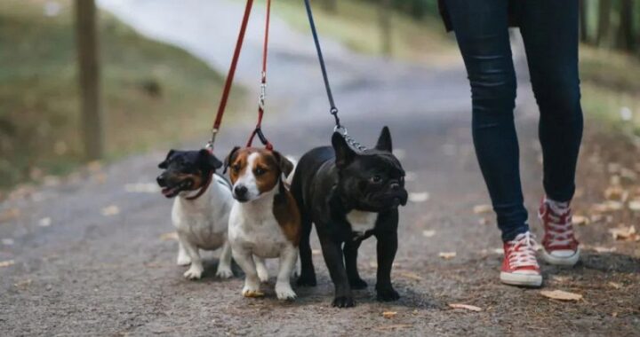 Чип, жетон, два кота: что нужно знать о новых правилах содержания домашних животных в Беларуси?