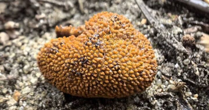 В Беловежской пуще обнаружен новый для национального парка вид гриба