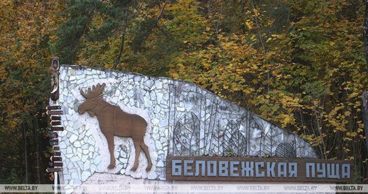 Нацпарку «Беловежская пуща» передали под охрану места произрастания редких растений и грибов