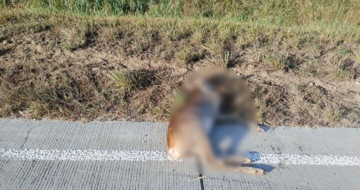 Этой осенью вблизи Высокого Каменецкого района косуля бросилась под колеса Ауди